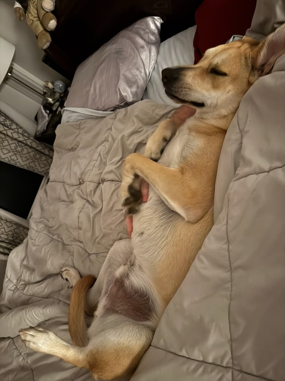 Clyde sleeping belly-up