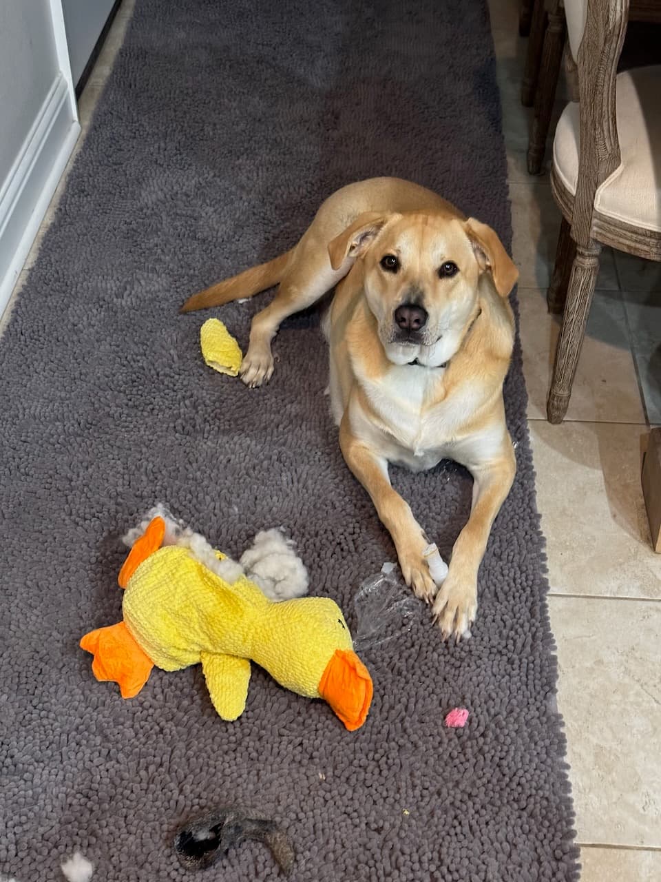 Clyde with destroyed duck toy - the professional toy destroyer at work
